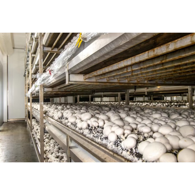 Hydroponic Container Farm with - Farming Agriculture Project ulasan dan harga